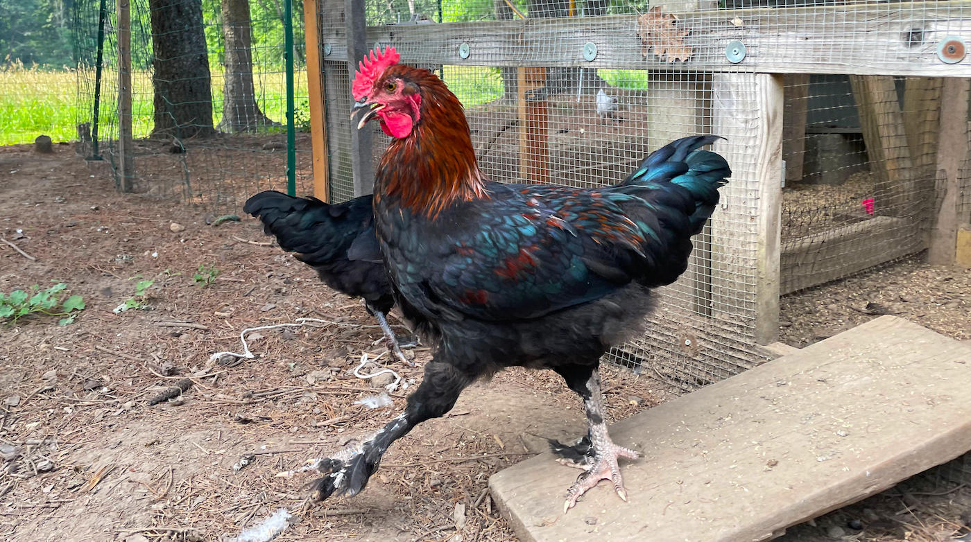 Rooster coming out of the hen house