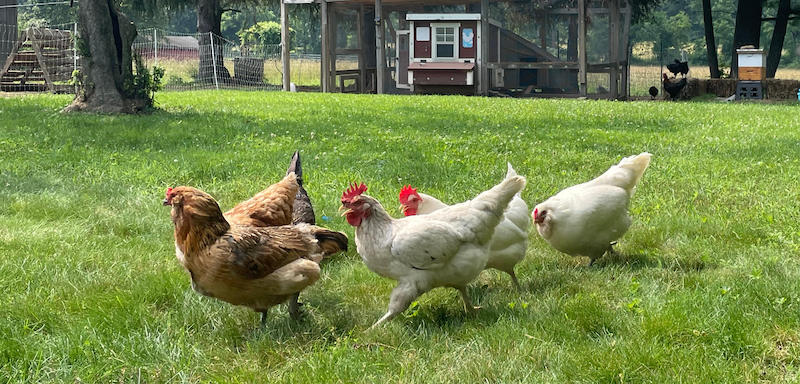 Chickens eating in the grass