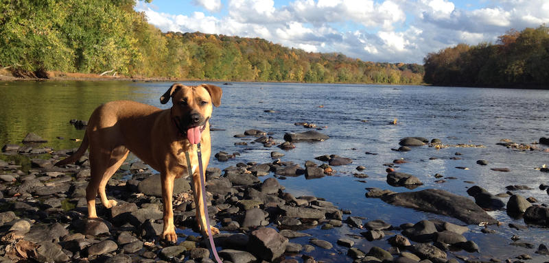 Dog in the river in Lambertville NJ