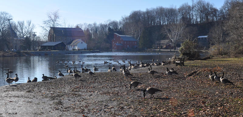 Geese in Clinton NJ