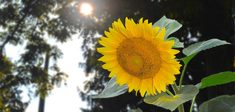 Sunflower with the sun behind it