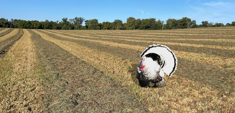 Turkey in a field