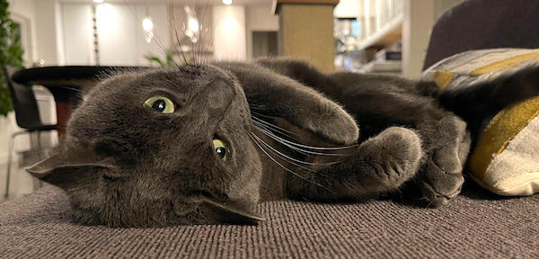 Cat laying on a couch