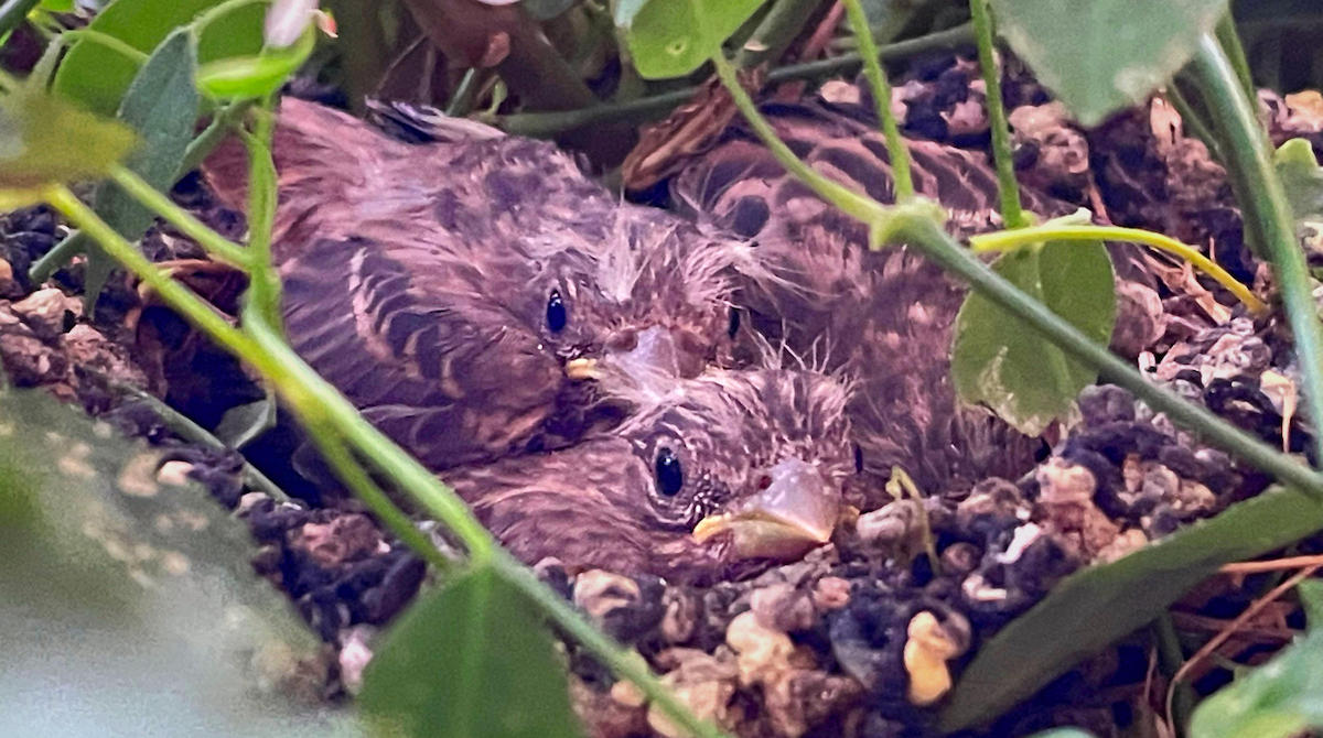 Baby birds in a nest