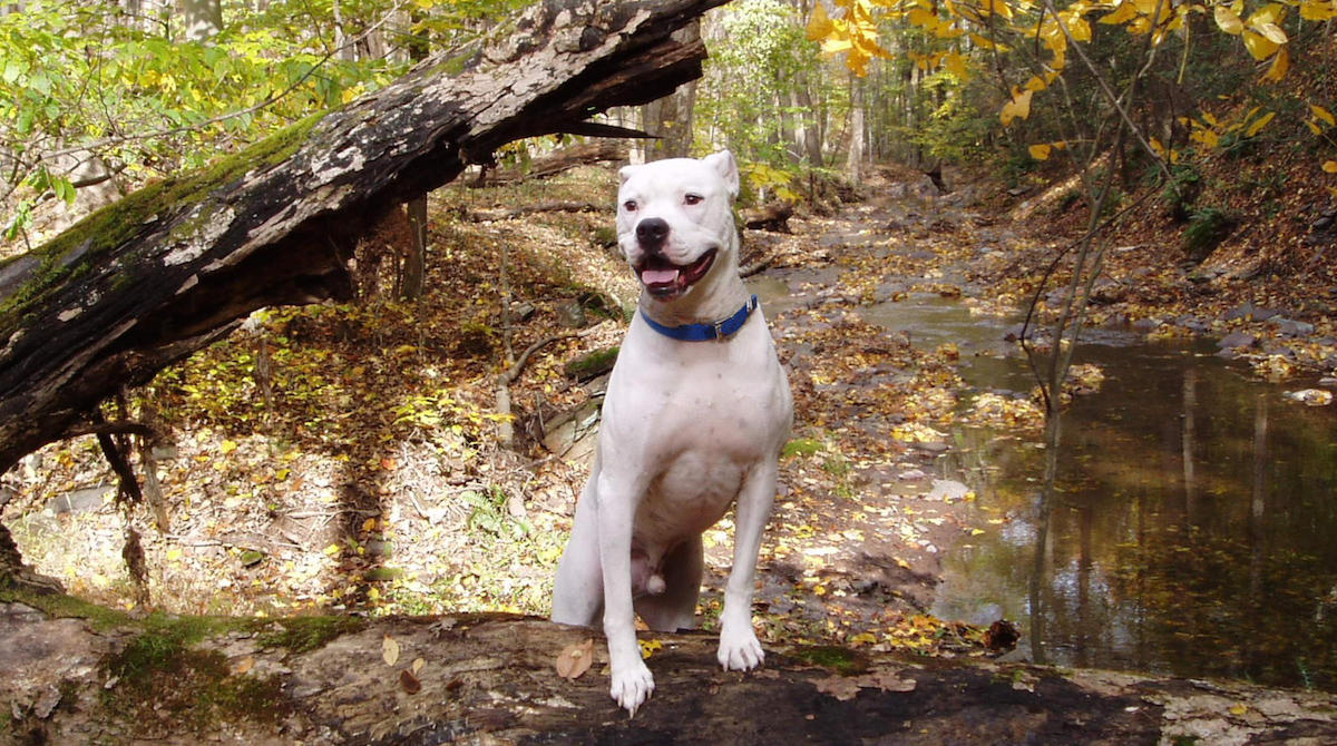 Dog next to a creek in the forest