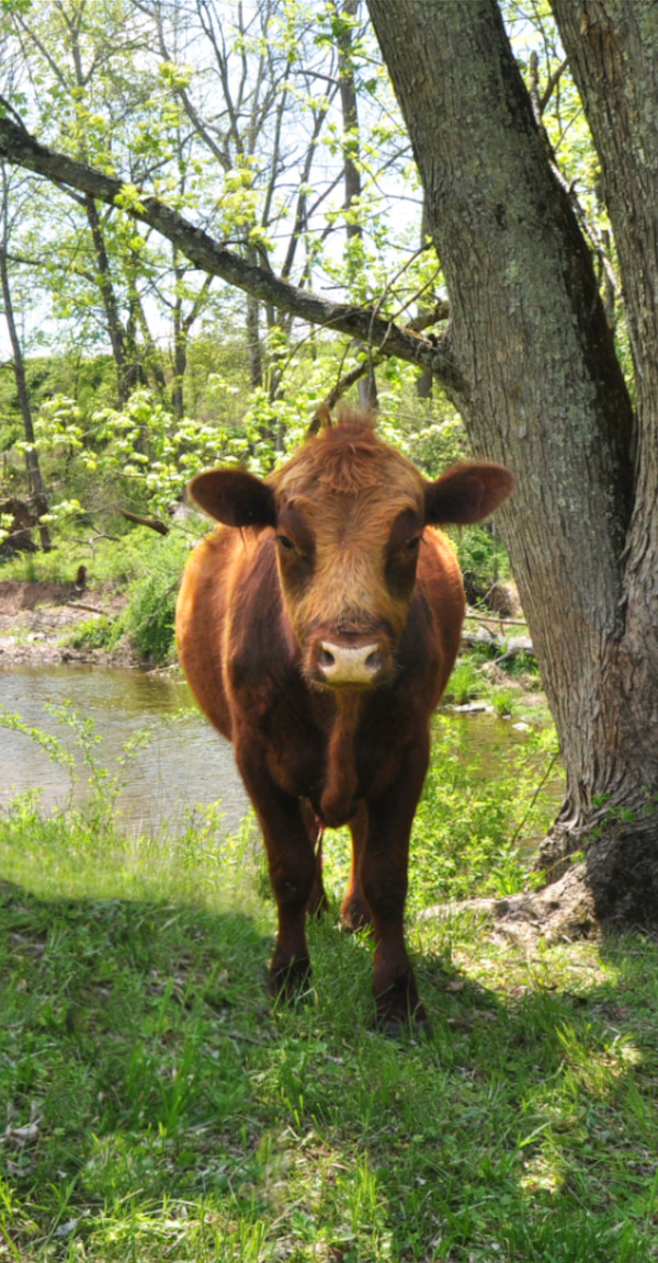 Cow in front of Alexauken Creek in Hunterdon County NJ