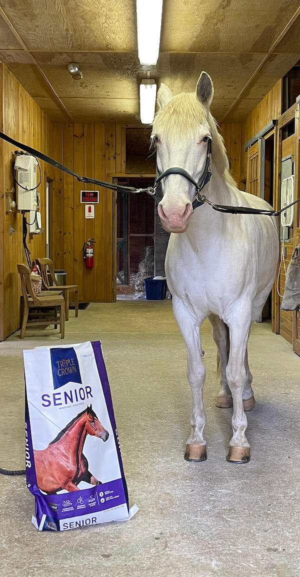 Horse in a barn next to a bag of feed