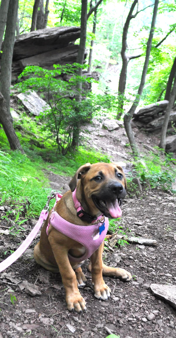 Dog smiling at Ralph Stover Park in Bucks County PA