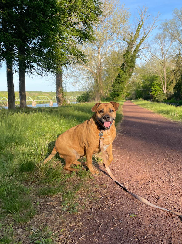Dog next to the river in New Hope Pennsylvania