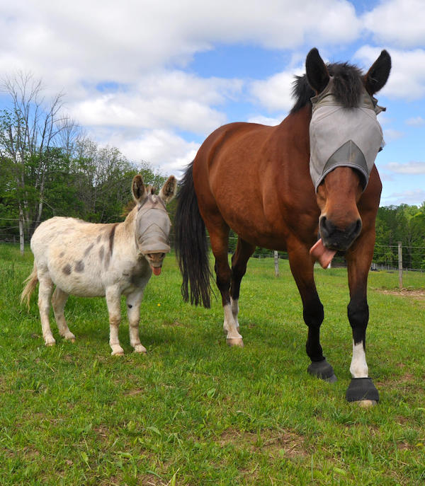 Horse and a donkey in a field