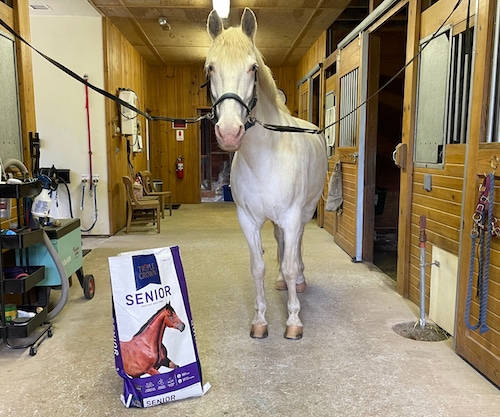 Horse in a barn standing next to a bag of feed